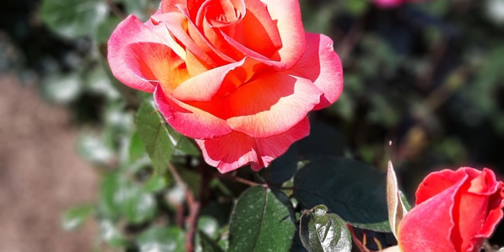 So werden Rosen geschnitten