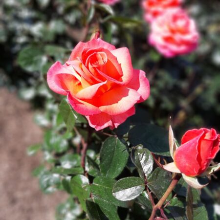 So werden Rosen geschnitten