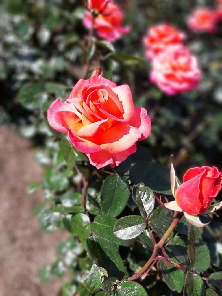 So werden Rosen geschnitten