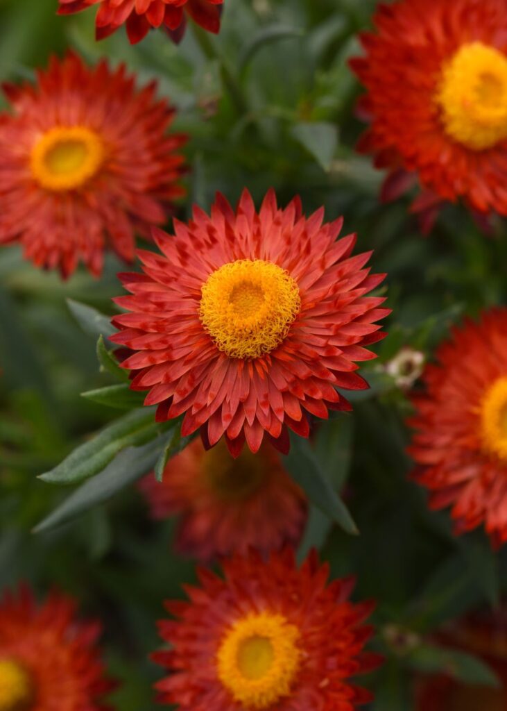 Blume und Gemüse des Jahres 2026