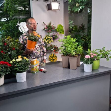 Das Geheimnis gesunder und schöner Rosen