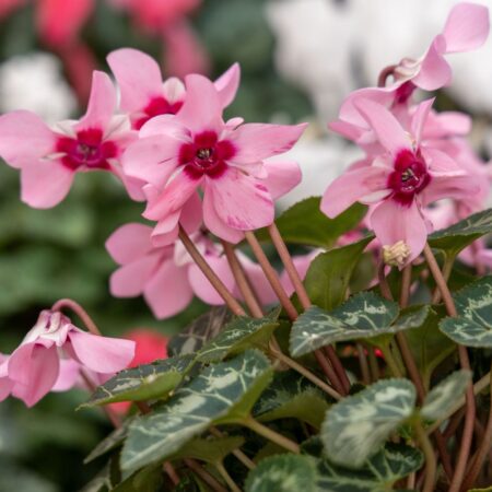 Zyklamen - Jetzt ist wieder Alpenveilchen-Zeit