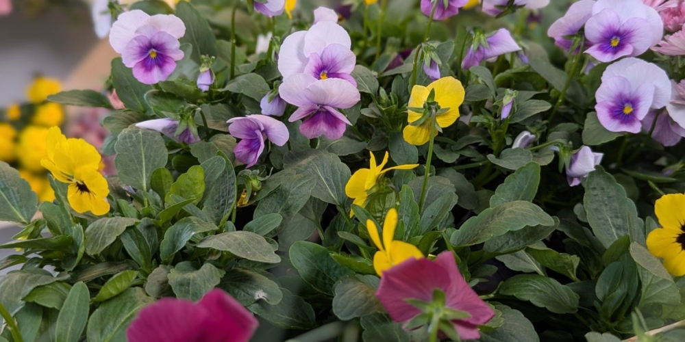 Hornveilchen (Viola cornuta): farbenfroher Blütenteppich