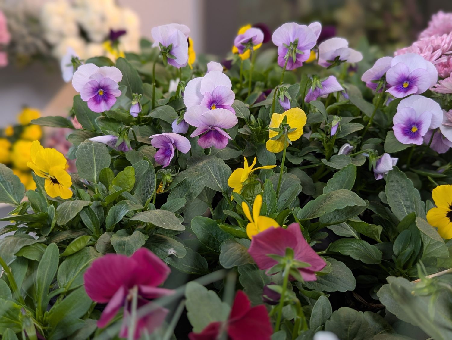 Hornveilchen (Viola cornuta): farbenfroher Blütenteppich