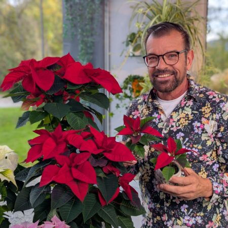 Der Weihnachtsstern – Euphorbia pulcherrima