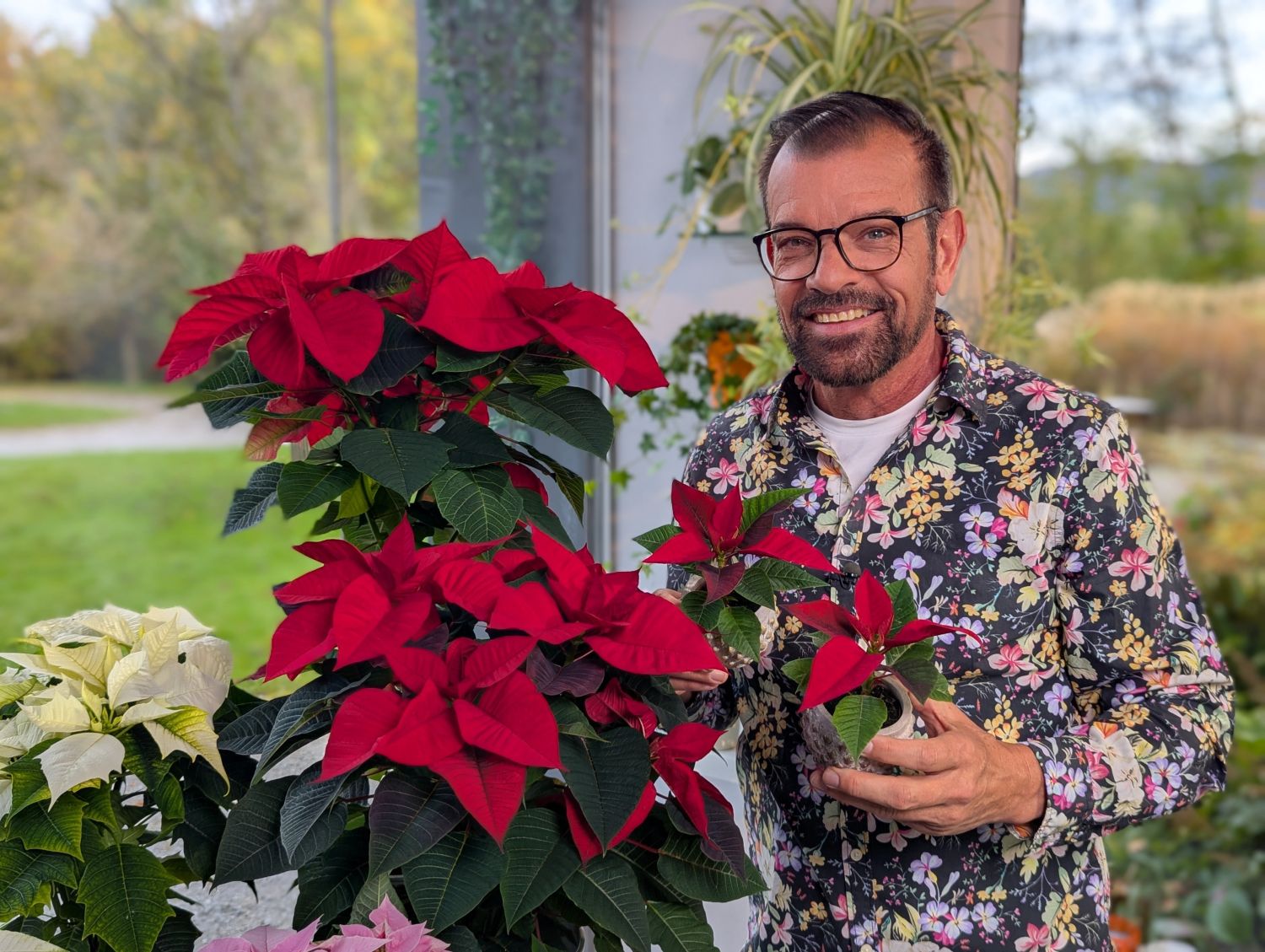 Der Weihnachtsstern – Euphorbia pulcherrima