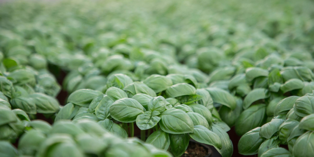 Die Salzburger Gärtner und Gemüsebauern