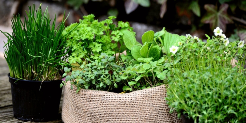 Gartentipps Jänner 2026